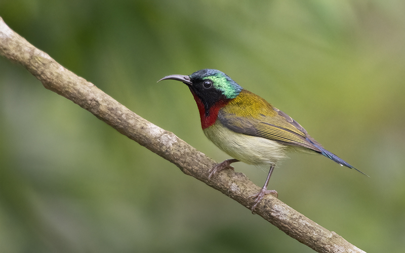 Fork-tailed Sunbird (Aethopyga latouchii)  at Cuc Phuong Birding Trails - Northern Vietnam. Photo by: Phuc Le - Vietnam Bird Photography Tours - Vietbirdphototours.com
